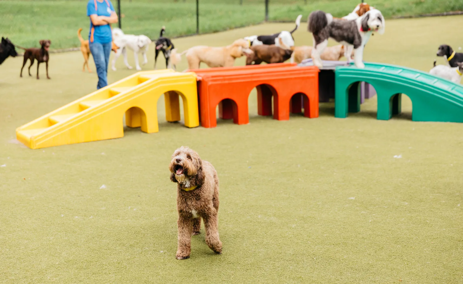 A dog playing and smiling